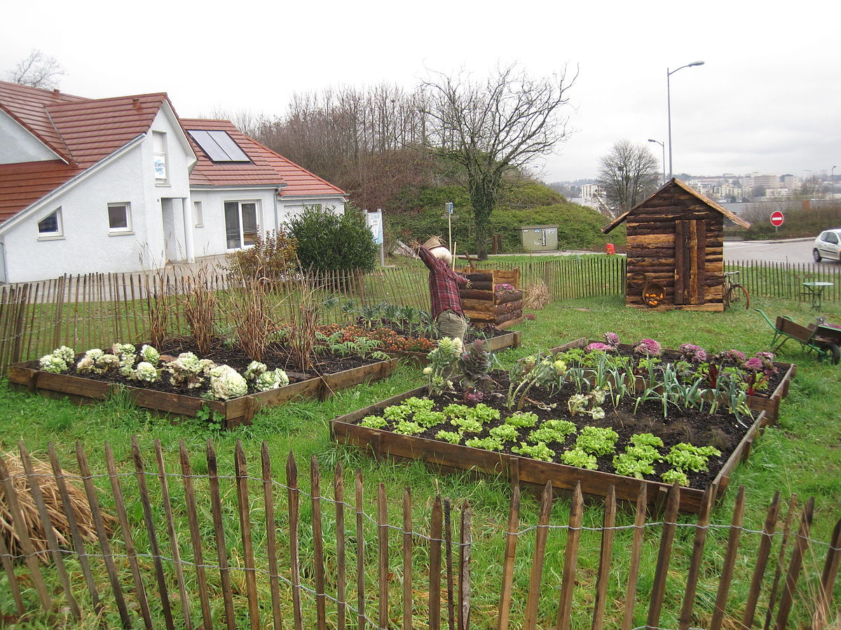 What You Need to Know About Kitchen Gardening