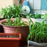 Indoor Gardening Tips For Beginners