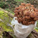 Mushroom Cultivation at Home for Beginners: Your Guide to a Bountiful Indoor Harvest