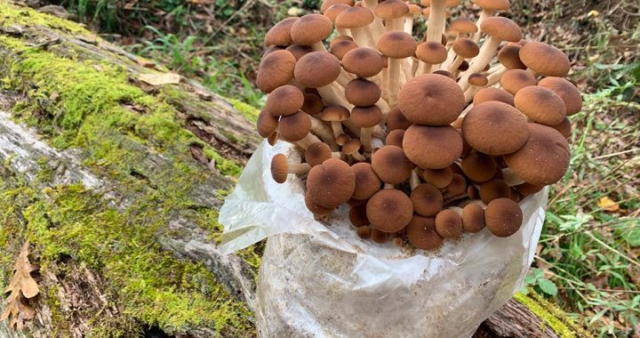 Mushroom Cultivation at Home for Beginners: Your Guide to a Bountiful Indoor Harvest