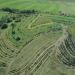 Indigenous Food Forests: A Radical Act of Greening in Our Cities