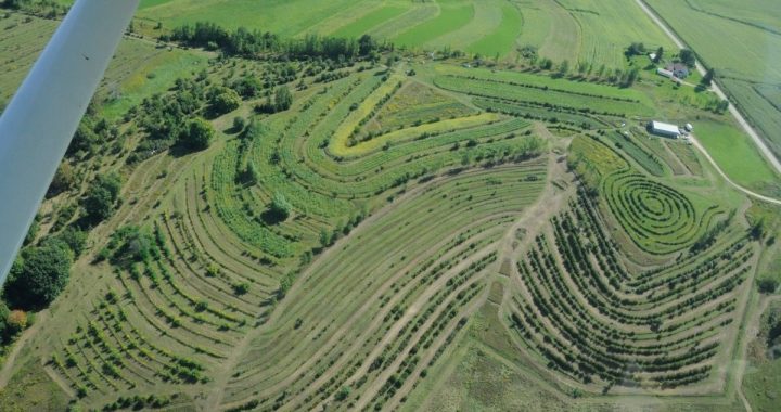 Indigenous Food Forests: A Radical Act of Greening in Our Cities