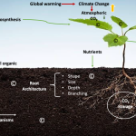 Regenerative Gardening: Turning Your Backyard into a Carbon Sponge