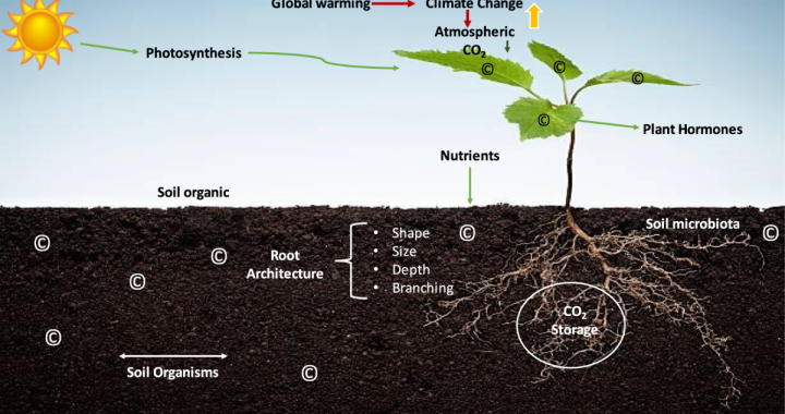 Regenerative Gardening: Turning Your Backyard into a Carbon Sponge