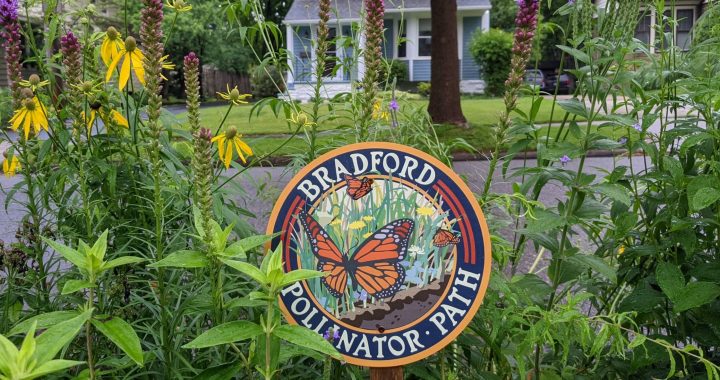 The Complete Beginner’s Roadmap to Establishing a Native Plant Pollinator Corridor
