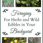Foraging and Ethically Cultivating Native ‘Weeds’ for Food and Medicine